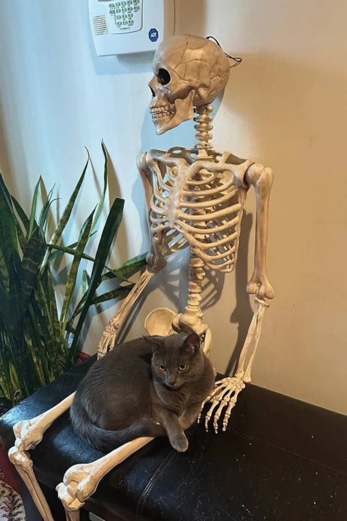 Skeleton Halloween decor with real cat on black table
